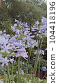  Agapanthus 104418196