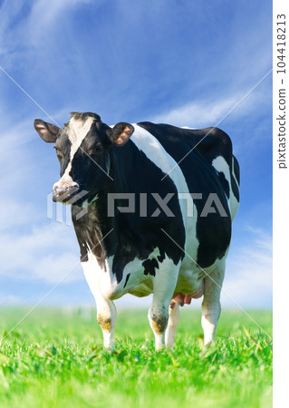 Cow on the lawn. Spotted cow grazing on beautiful green meadow. holstein cow, resting in a meadow 104418213