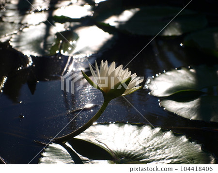 蓮花 蓮花 104418406