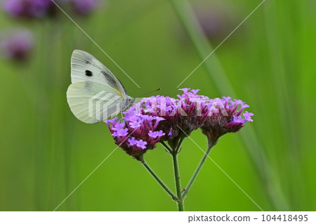 捲心菜白(小捲心菜白) 捲心菜白(小捲心菜白) 104418495