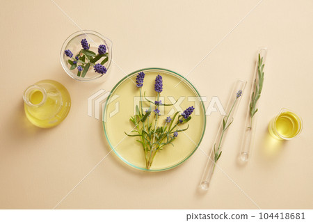 Top view of petri dish, beakers, conical flask and test tubes with yellow liquid and purple lavender flowers. Lavender (Lavandula) has many benefits for both skin and health 104418681