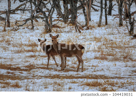 Hokkaido Notsuke Peninsula Yezo deer Hokkaido Notsuke Peninsula Yezo deer 104419031