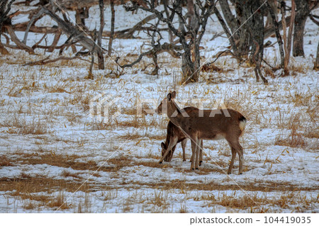 Hokkaido Notsuke Peninsula Yezo deer Hokkaido Notsuke Peninsula Yezo deer 104419035