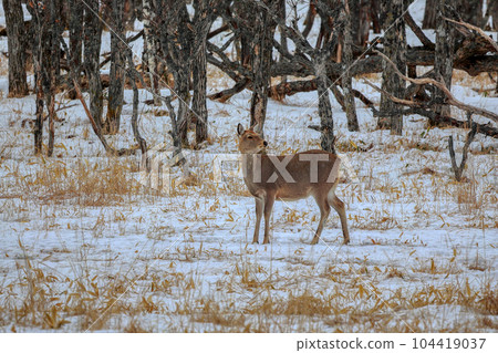 北海道野付半島蝦夷鹿 北海道野付半島蝦夷鹿 104419037