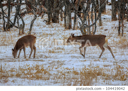 Hokkaido Notsuke Peninsula Yezo deer Hokkaido Notsuke Peninsula Yezo deer 104419042