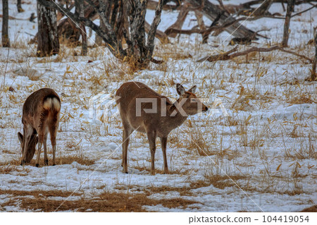Hokkaido Notsuke Peninsula Yezo deer Hokkaido Notsuke Peninsula Yezo deer 104419054