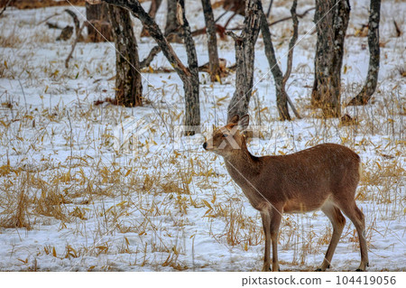 Hokkaido Notsuke Peninsula Yezo deer Hokkaido Notsuke Peninsula Yezo deer 104419056