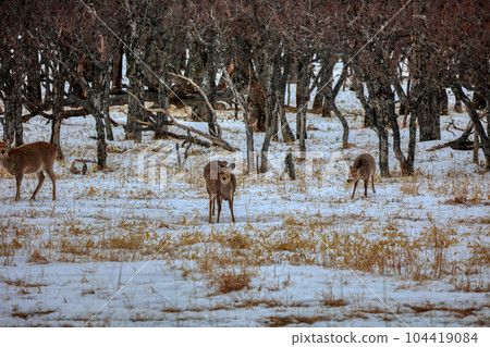 北海道野付半島蝦夷鹿 104419084