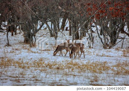 北海道野付半島蝦夷鹿 104419087