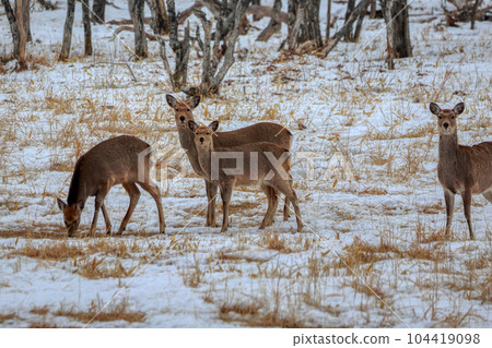 北海道野付半島蝦夷鹿 北海道野付半島蝦夷鹿 104419098