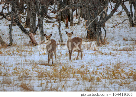 Hokkaido Notsuke Peninsula Yezo deer 104419105