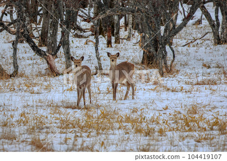 北海道野付半島蝦夷鹿 北海道野付半島蝦夷鹿 104419107