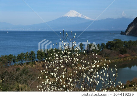 沼津市井田美麗的白玉蘭和富士山 104419229