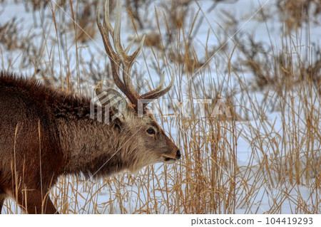 北海道野付半島蝦夷鹿 104419293