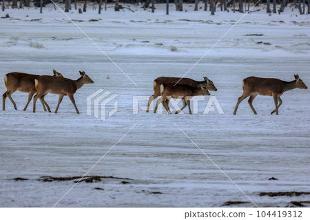 北海道野付半島蝦夷鹿 北海道野付半島蝦夷鹿 104419312