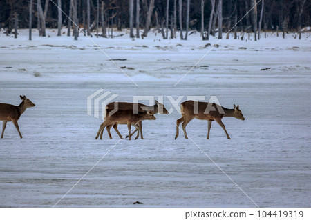 Hokkaido Notsuke Peninsula Yezo deer Hokkaido Notsuke Peninsula Yezo deer 104419319