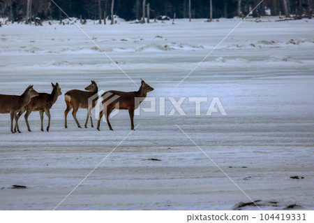 Hokkaido Notsuke Peninsula Yezo deer 104419331