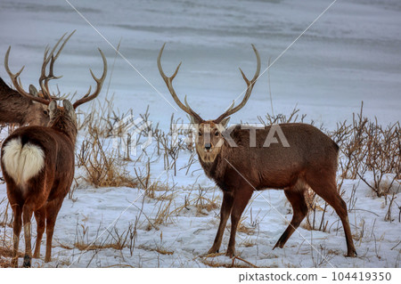 北海道野付半島蝦夷鹿 北海道野付半島蝦夷鹿 104419350