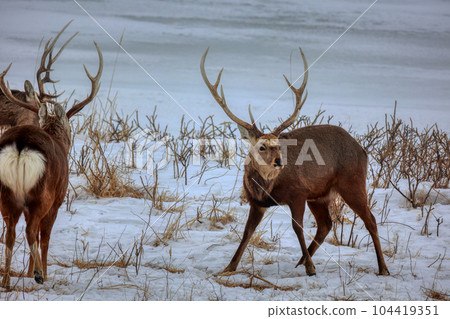 Hokkaido Notsuke Peninsula Yezo deer Hokkaido Notsuke Peninsula Yezo deer 104419351