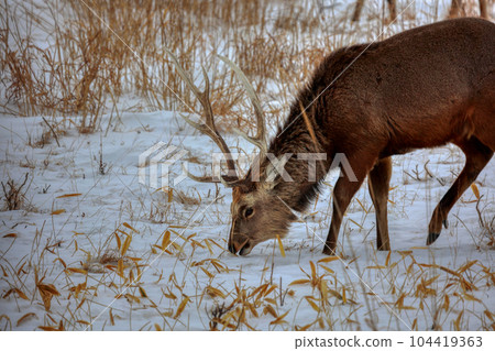 Hokkaido Notsuke Peninsula Yezo deer 104419363