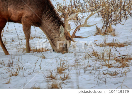 Hokkaido Notsuke Peninsula Yezo deer Hokkaido Notsuke Peninsula Yezo deer 104419379