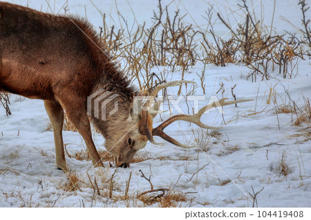 Hokkaido Notsuke Peninsula Yezo deer 104419408