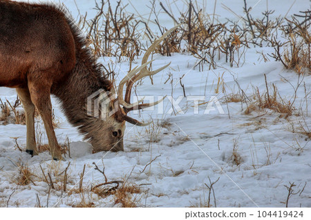 北海道野付半島蝦夷鹿 104419424