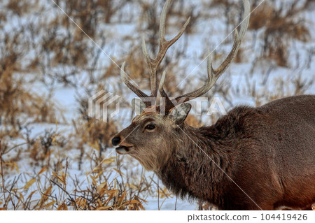 北海道野付半島蝦夷鹿 104419426