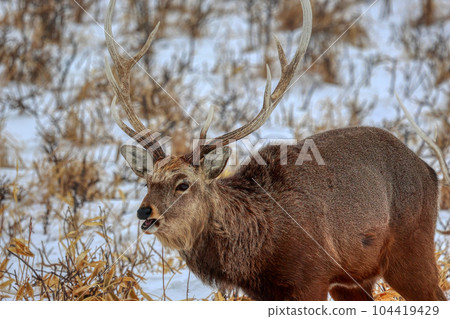Hokkaido Notsuke Peninsula Yezo deer Hokkaido Notsuke Peninsula Yezo deer 104419429
