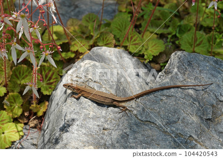Garden kaitai snake 104420543