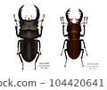 Giant stag beetle and Miyama stag beetle 104420641