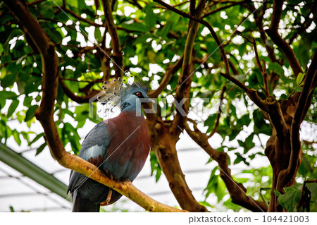 Western Crowned-Pigeon, named for the lacy feathers on its head. Among the world largest pigeons. Threatened by deforestation and hunting for its feathers. 104421003