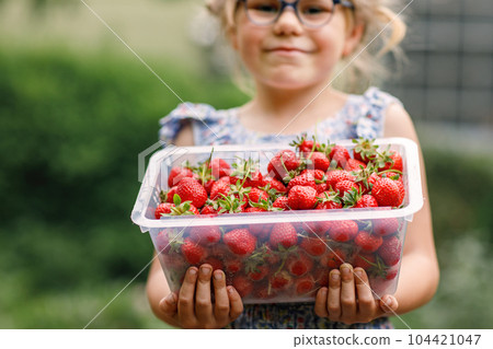 Happy preschool girl holding box with healthy strawberries from organic berry farm in summer, on sunny day. Smiling child. Kid with fresh ripe red berries, eats strawberry. 104421047