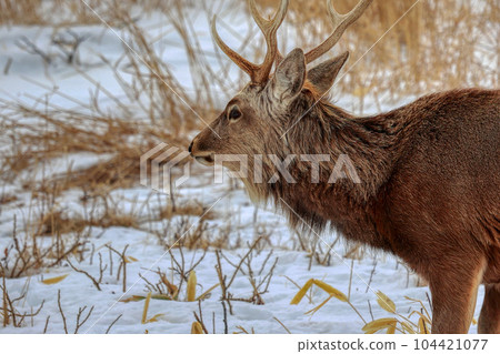 北海道野付半島蝦夷鹿 104421077