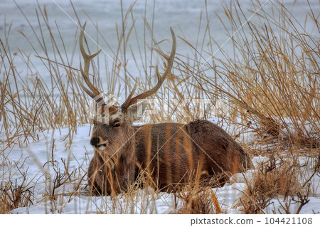 Hokkaido Notsuke Peninsula Yezo deer 104421108