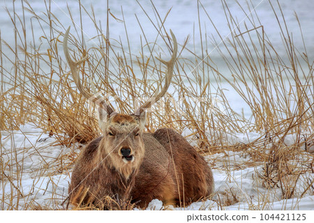 Hokkaido Notsuke Peninsula Yezo deer Hokkaido Notsuke Peninsula Yezo deer 104421125