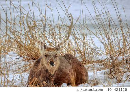Hokkaido Notsuke Peninsula Yezo deer Hokkaido Notsuke Peninsula Yezo deer 104421126