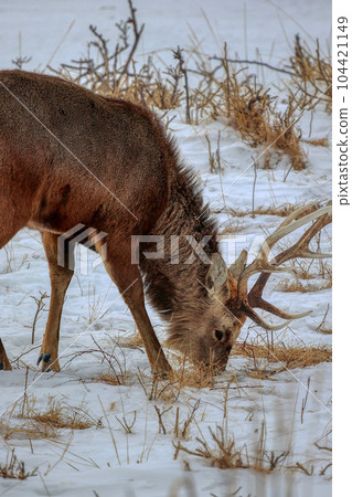 北海道野付半島蝦夷鹿 104421149