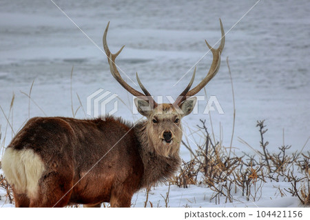 Hokkaido Notsuke Peninsula Yezo deer 104421156