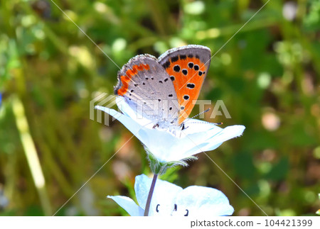 nemophila 104421399