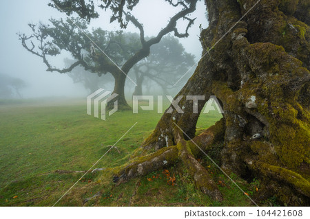Fanal forest , old mystical tree in Madeira island, Unesco Fanal forest , old mystical tree in Madeira island, Unesco 104421608