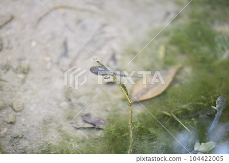 從蝌蚪到青蛙 從蝌蚪到青蛙 104422005