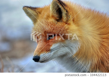 北海道野付半島 Kitsune Kitsune 北海道野付半島 Kitsune Kitsune 104422113
