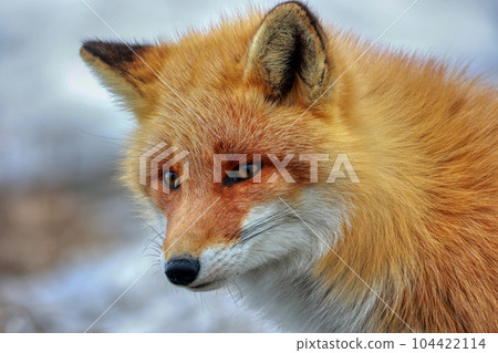 北海道野付半島 Kitsune Kitsune 北海道野付半島 Kitsune Kitsune 104422114