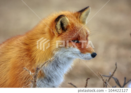 北海道野付半島 Kitsune Kitsune 北海道野付半島 Kitsune Kitsune 104422127