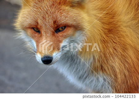 Hokkaido Notsuke Peninsula Kitsune Kitsune Hokkaido Notsuke Peninsula Kitsune Kitsune 104422133