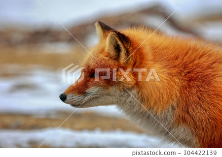 北海道野付半島 Kitsune Kitsune 104422139