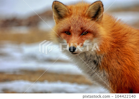 北海道野付半島 Kitsune Kitsune 104422140