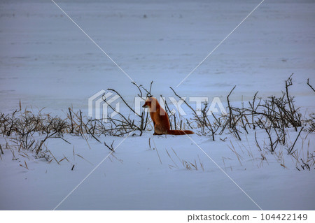 北海道野付半島 Kitsune Kitsune 104422149