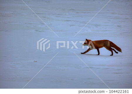 Hokkaido Notsuke Peninsula Kitsune Kitsune Hokkaido Notsuke Peninsula Kitsune Kitsune 104422161